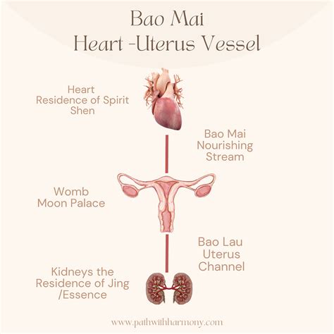 bao mai uterus connection.